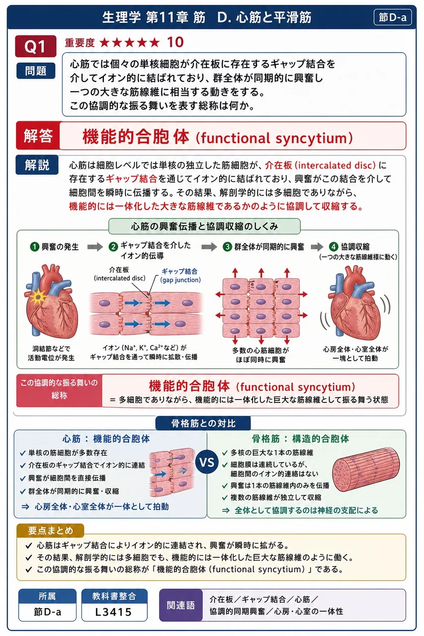 心筋では個々の単核細胞が介在板に存在するギャップ結合を介してイオン的に結ばれており、群全体が同期的に興奮し一つの大きな筋線維に相当する動きをする。この協調的な振る舞いを表す総称は何か。 解説図