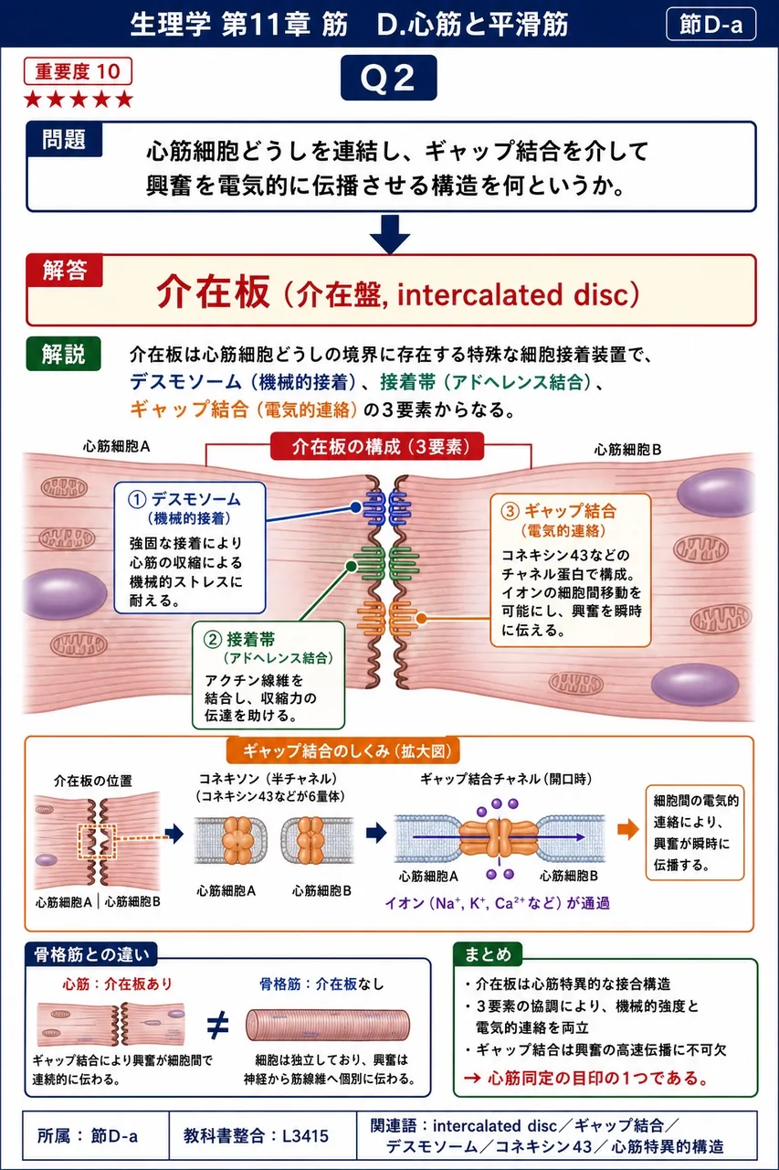 心筋細胞どうしを連結し、ギャップ結合を介して興奮を電気的に伝播させる構造を何というか。 解説図