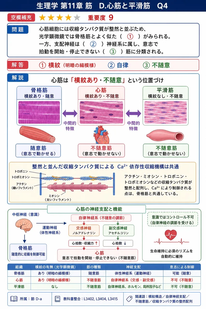 心筋細胞には収縮タンパク質が整然と並ぶため、光学顕微鏡では骨格筋とよく似た( ① )がみられる。一方、支配神経は( ② )神経系に属し、意志で拍動を開始・停止できない( ③ )筋に分類される。 解説図