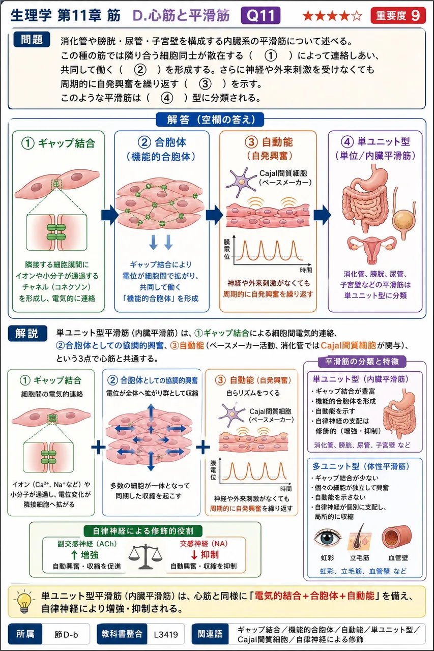消化管や膀胱・尿管・子宮壁を構成する内臓系の平滑筋について述べる。この種の筋では隣り合う細胞同士が散在する( ① )によって連絡しあい、共同して働く( ② )を形成する。さらに神経や外来刺激を受けなくても周期的に自発興奮を繰り返す( ③ )を示す。このような平滑筋は( ④ )型に分類される。 解説図