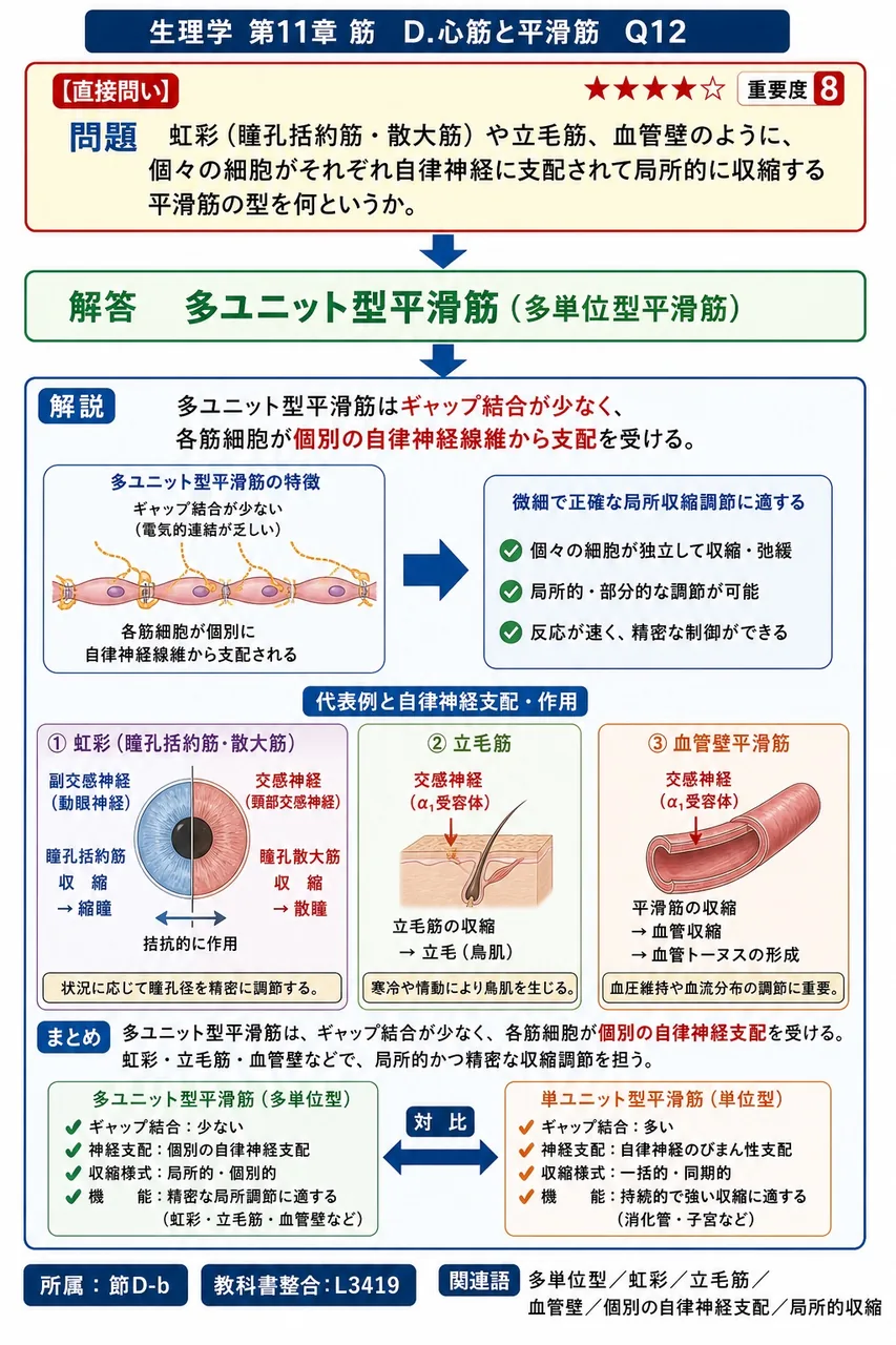 虹彩(瞳孔括約筋・散大筋)や立毛筋、血管壁のように、個々の細胞がそれぞれ自律神経に支配されて局所的に収縮する平滑筋の型を何というか。 解説図