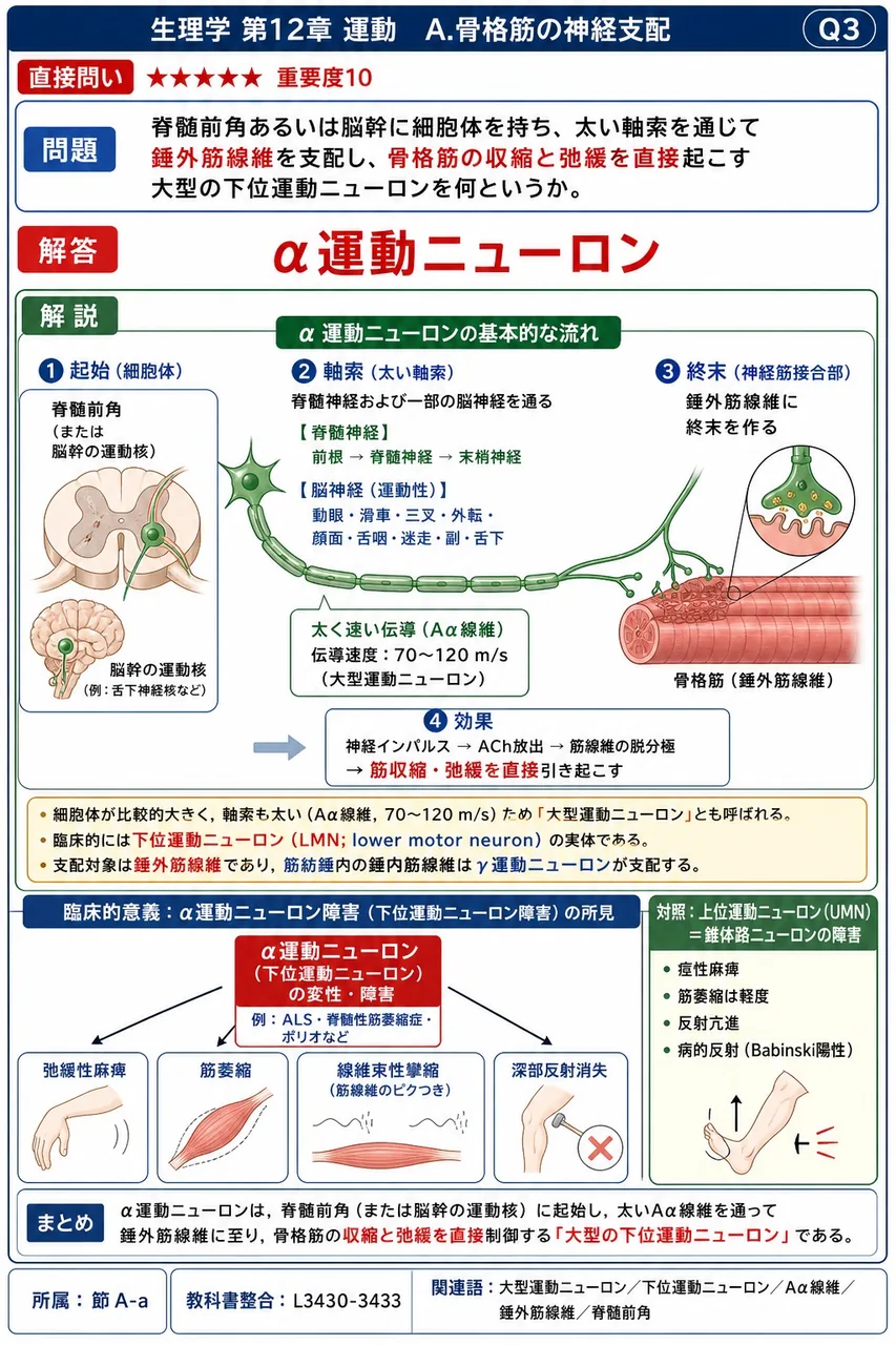 脊髄前角あるいは脳幹に細胞体を持ち、太い軸索を通じて錘外筋線維を支配し、骨格筋の収縮と弛緩を直接起こす大型の下位運動ニューロンを何というか。 解説図