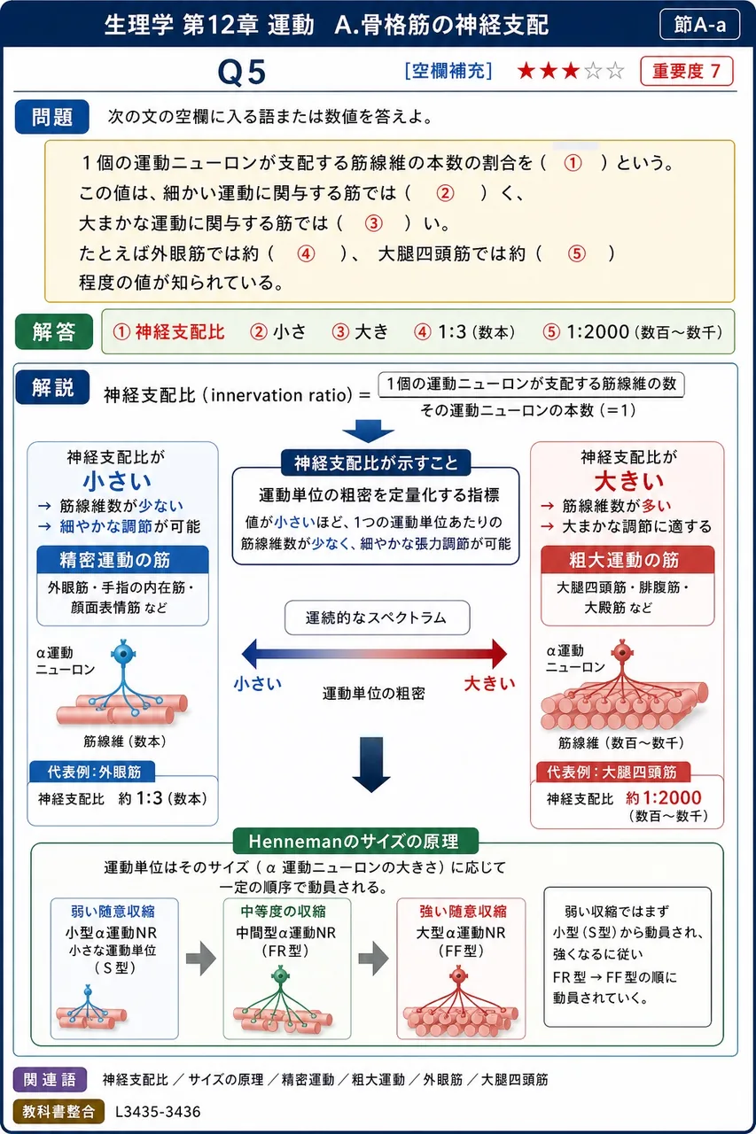 次の文の空欄に入る語または数値を答えよ。 1個の運動ニューロンが支配する筋線維の本数の割合を( ① )という。この値は、細かい運動に関与する筋では( ② )く、大まかな運動に関与する筋では( ③ )い。たとえば外眼筋では約( ④ )、大腿四頭筋では約( ⑤ )程度の値が知られている。 解説図