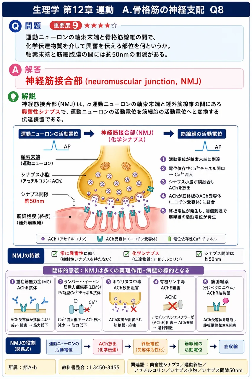運動ニューロンの軸索末端と骨格筋線維の間で、化学伝達物質を介して興奮を伝える部位を何というか。軸索末端と筋細胞膜の間には約50nmの間隙がある。 解説図