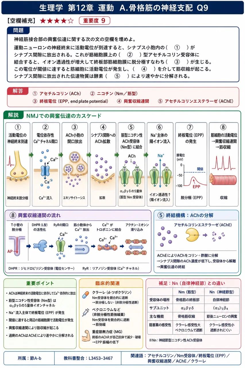 神経筋接合部の興奮伝達に関する次の文の空欄を埋めよ。 運動ニューロンの神経終末に活動電位が到達すると、シナプス小胞内の( ① )がシナプス間隙に放出される。これが筋細胞膜上の( ② )型アセチルコリン受容体に結合すると、イオン透過性が増大して終板部筋細胞膜に脱分極すなわち( ③ )が生じる。この電位が閾値に達すると筋細胞に活動電位が発生し、( ④ )を介して筋収縮が起こる。シナプス間隙に放出された伝達物質は酵素( ⑤ )により速やかに分解される。 解説図