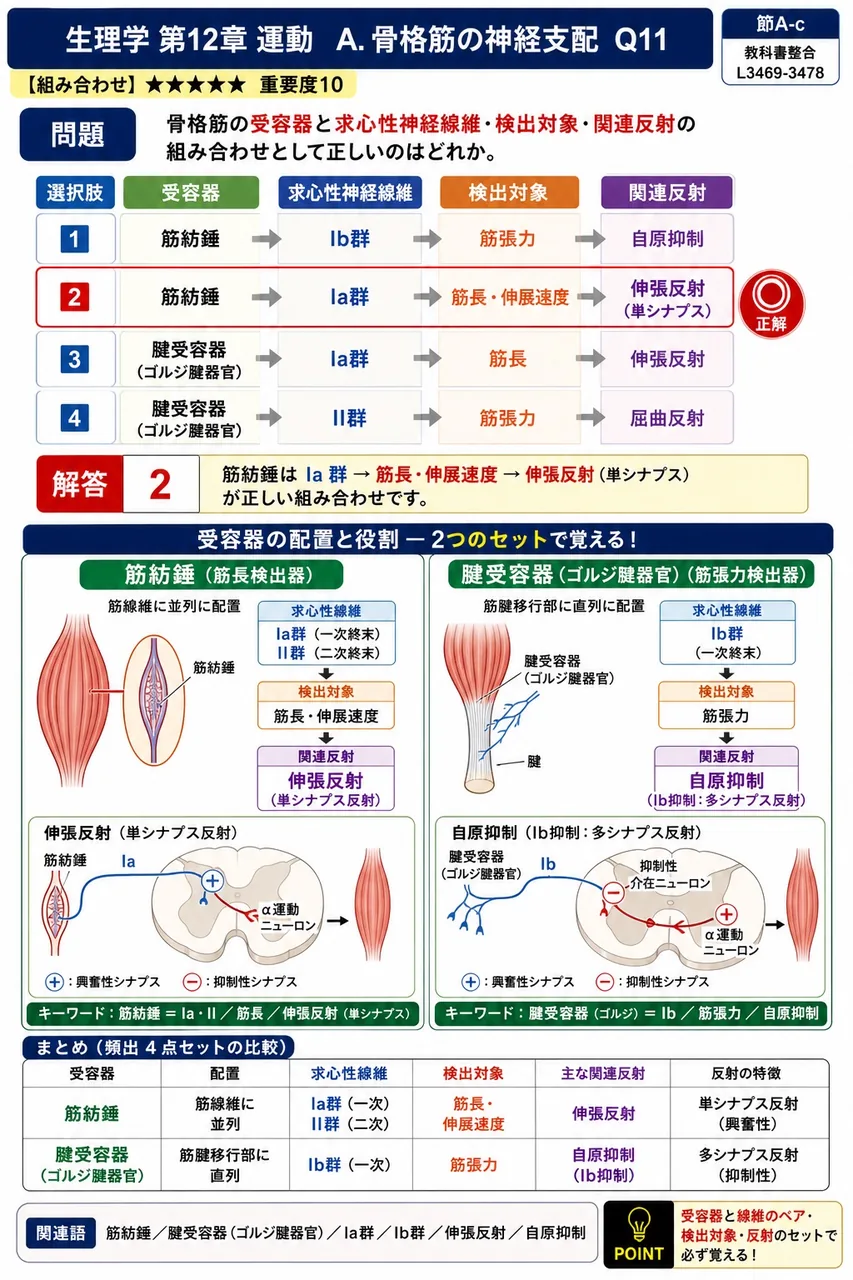 骨格筋の受容器と求心性神経線維・検出対象・関連反射の組み合わせとして正しいのはどれか。 解説図