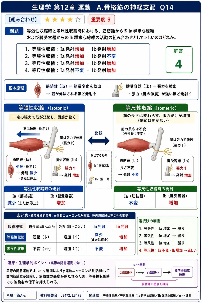 等張性収縮時と等尺性収縮時における、筋紡錘からのIa群求心線維および腱受容器からのIb群求心線維の活動の組み合わせとして正しいのはどれか。 解説図