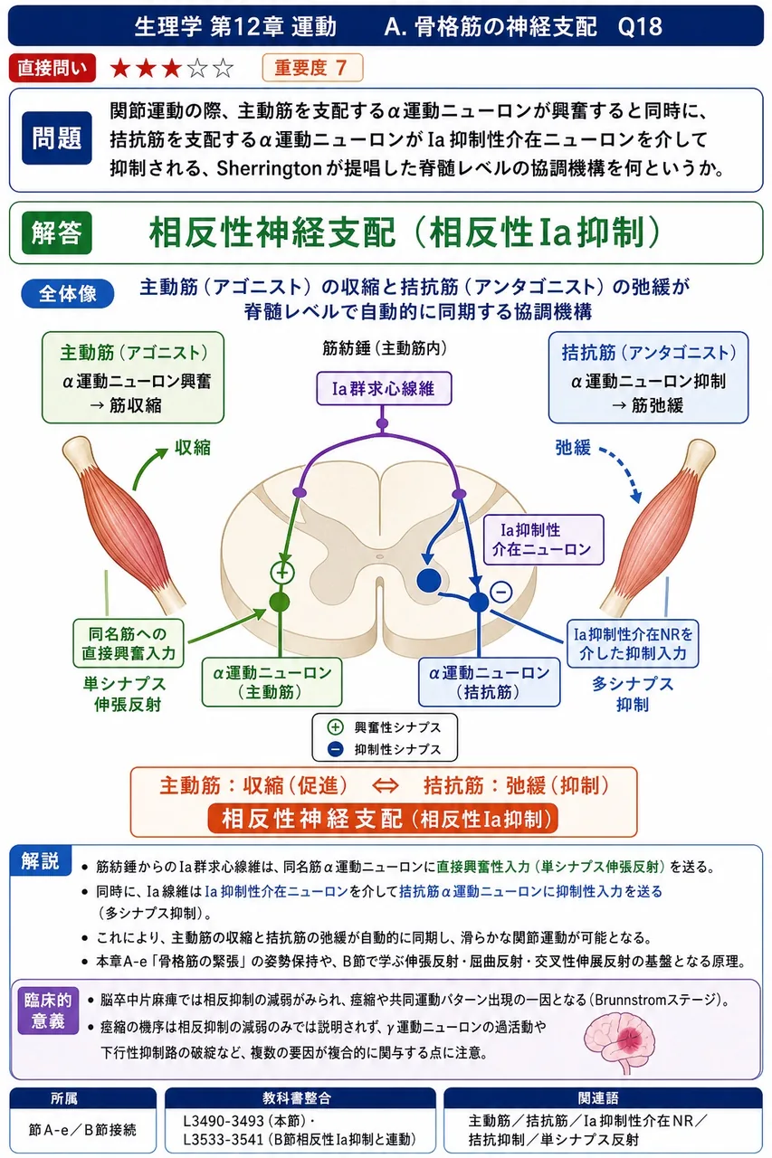 関節運動の際、主動筋を支配するα運動ニューロンが興奮すると同時に、拮抗筋を支配するα運動ニューロンがIa抑制性介在ニューロンを介して抑制される、Sherringtonが提唱した脊髄レベルの協調機構を何というか。 解説図