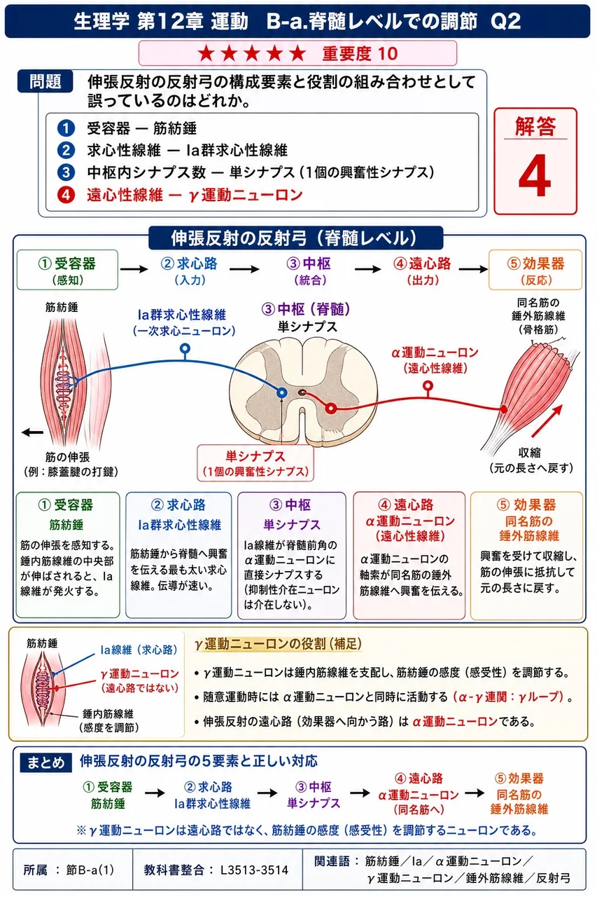 伸張反射の反射弓の構成要素と役割の組み合わせとして誤っているのはどれか。 解説図