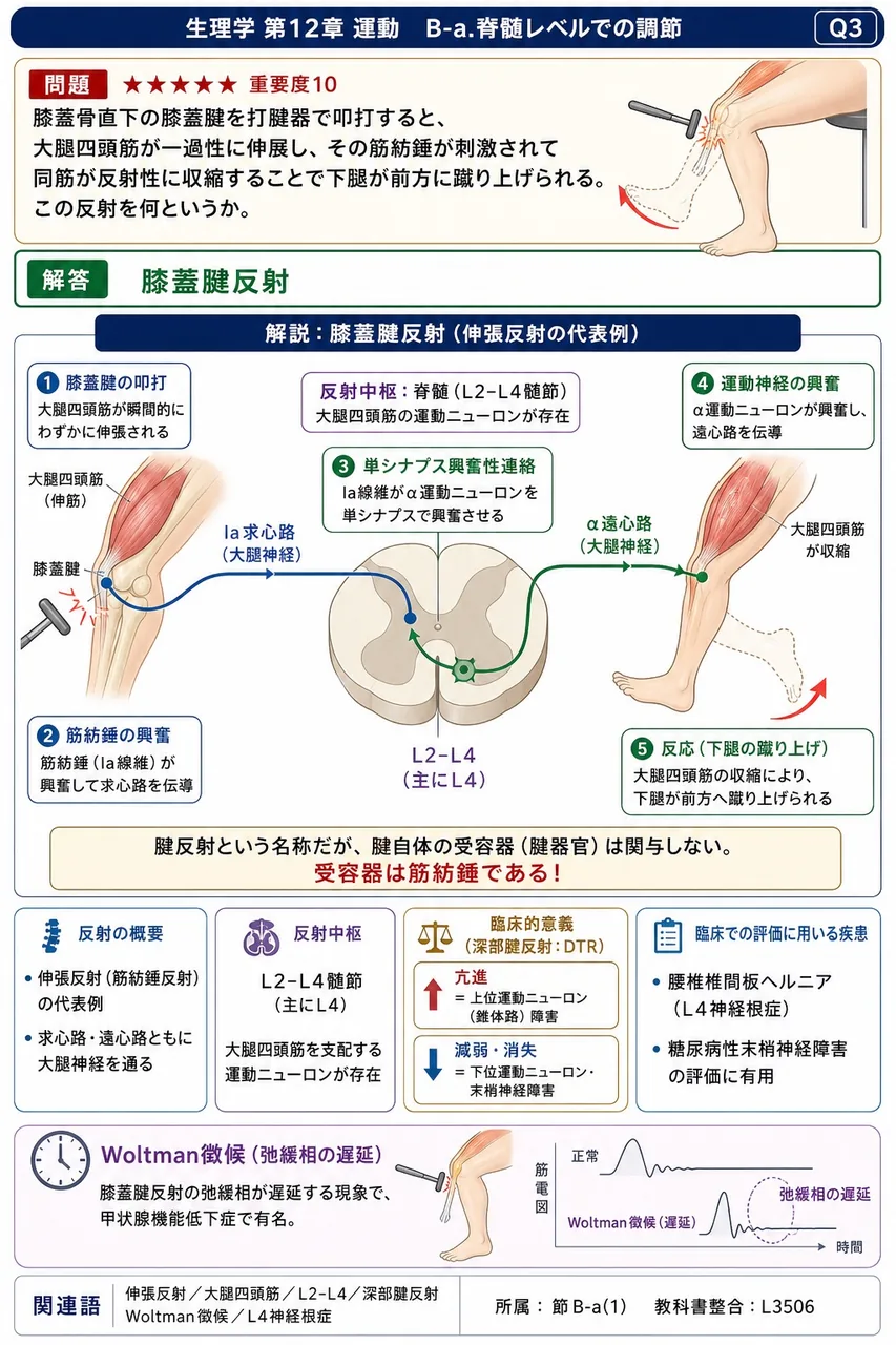 膝蓋骨直下の膝蓋腱を打腱器で叩打すると、大腿四頭筋が一過性に伸展し、その筋紡錘が刺激されて同筋が反射性に収縮することで下腿が前方に蹴り上げられる。この反射を何というか。 解説図