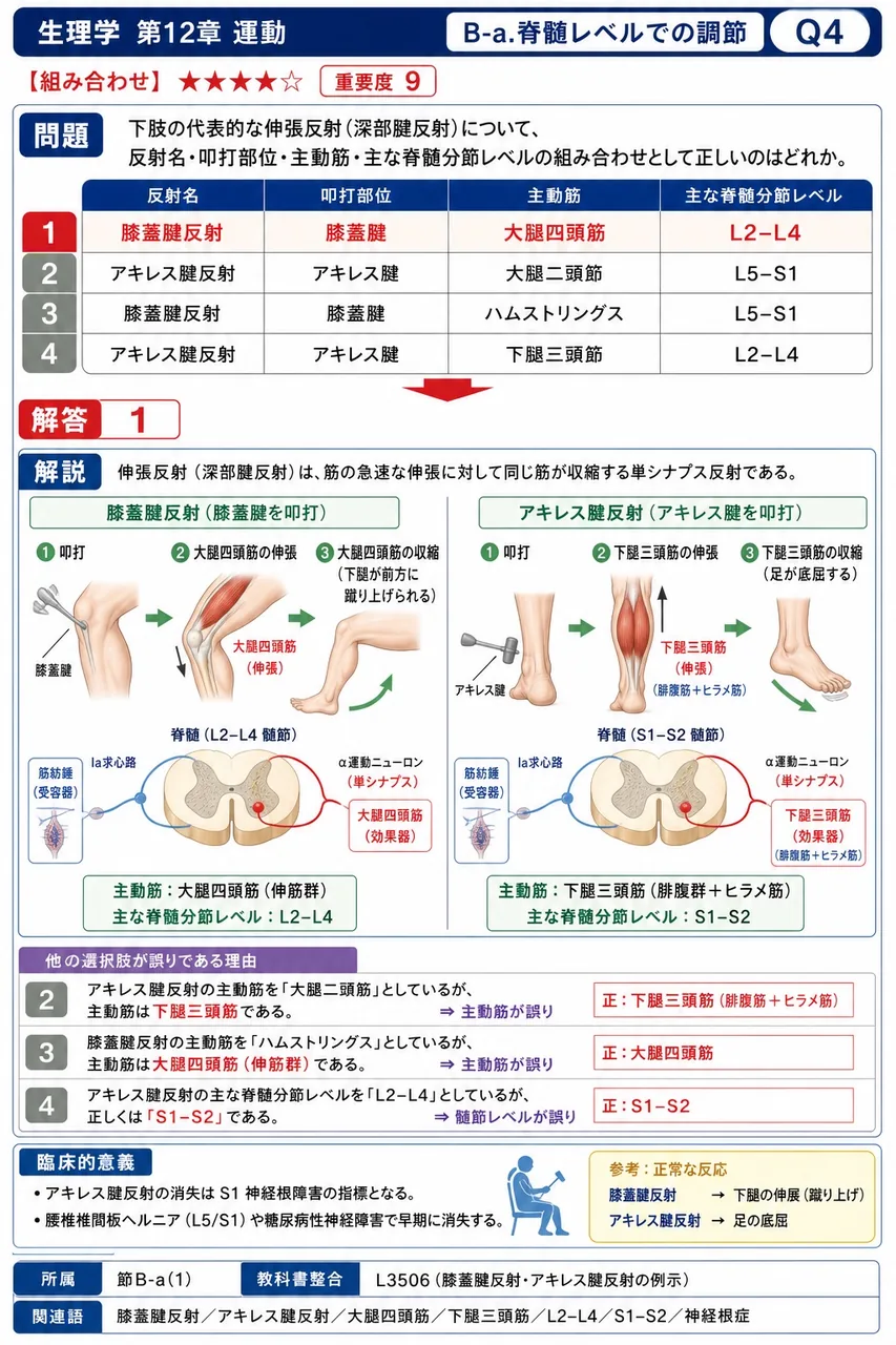 下肢の代表的な伸張反射(深部腱反射)について、反射名・叩打部位・主動筋・主な脊髄分節レベルの組み合わせとして正しいのはどれか。 解説図