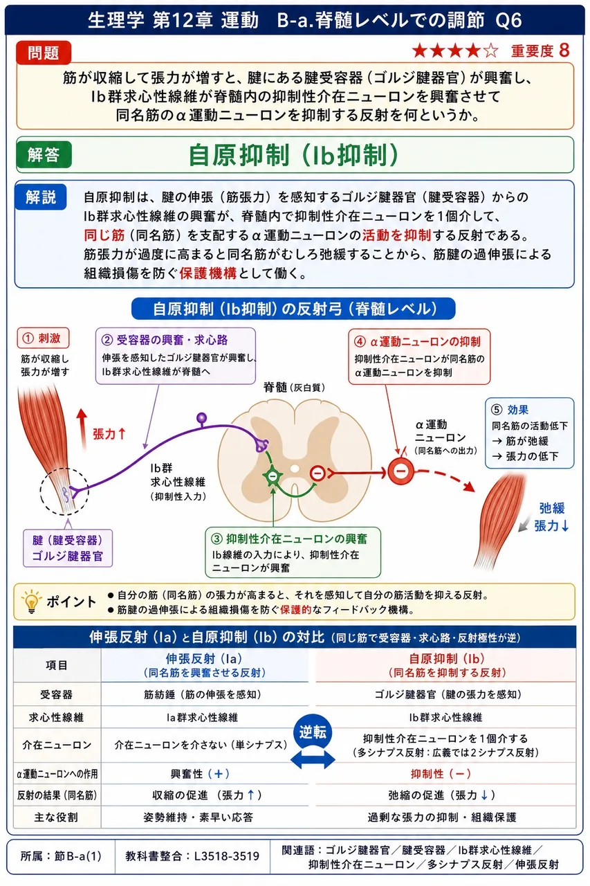 筋が収縮して張力が増すと、腱にある腱受容器(ゴルジ腱器官)が興奮し、Ib群求心性線維が脊髄内の抑制性介在ニューロンを興奮させて同名筋のα運動ニューロンを抑制する反射を何というか。 解説図