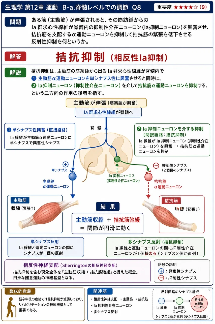 ある筋(主動筋)が伸張されると、その筋紡錘からのIa群求心性線維が脊髄内の抑制性介在ニューロン(Ia抑制ニューロン)を興奮させ、拮抗筋を支配するα運動ニューロンを抑制して拮抗筋の緊張を低下させる反射性抑制を何というか。 解説図