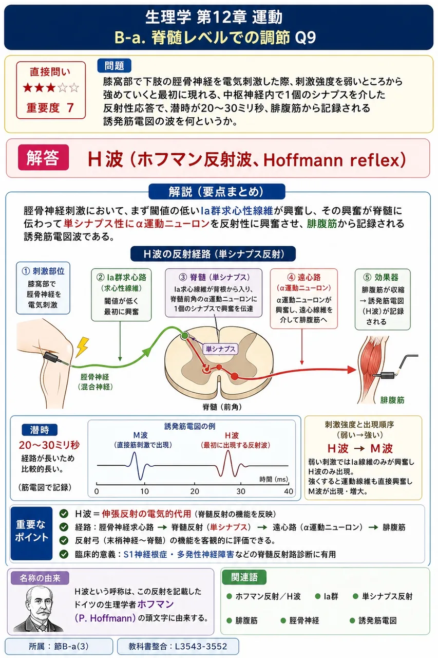 膝窩部で下肢の脛骨神経を電気刺激した際、刺激強度を弱いところから強めていくと最初に現れる、中枢神経内で1個のシナプスを介した反射性応答で、潜時が20〜30ミリ秒、腓腹筋から記録される誘発筋電図の波を何というか。 解説図