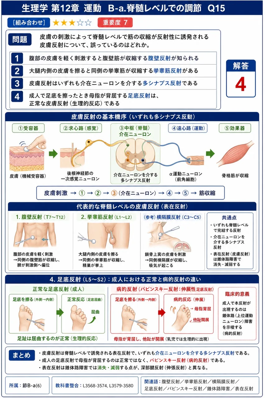 皮膚の刺激によって脊髄レベルで筋の収縮が反射性に誘発される皮膚反射について、誤っているのはどれか。 解説図
