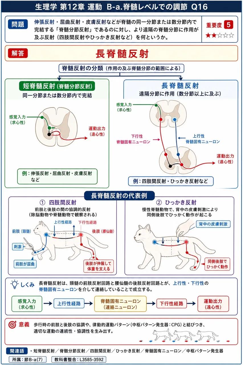 伸張反射・屈曲反射・皮膚反射などが脊髄の同一分節または数分節内で完結する「脊髄分節反射」であるのに対し、より遠隔の脊髄分節に作用が及ぶ反射(四肢間反射やひっかき反射など)を何というか。 解説図