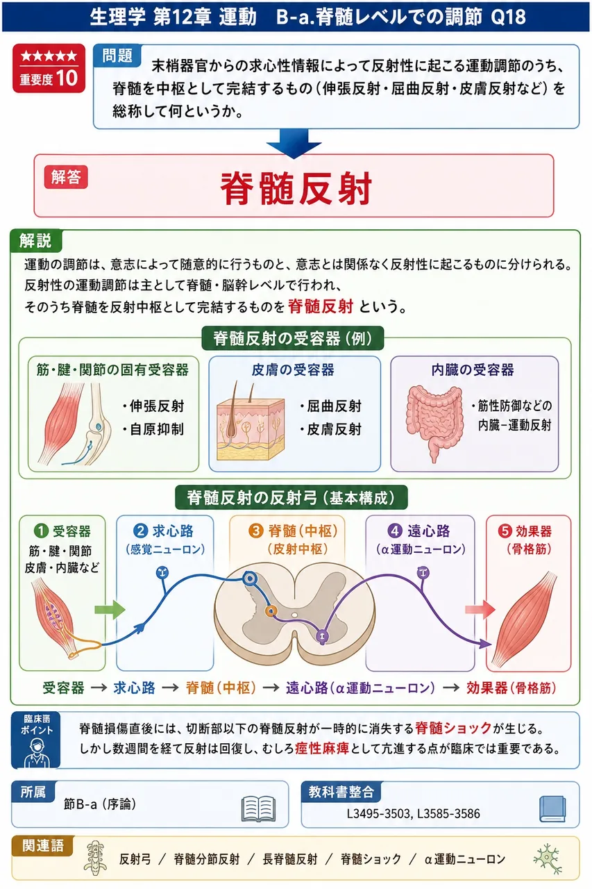 末梢器官からの求心性情報によって反射性に起こる運動調節のうち、脊髄を中枢として完結するもの(伸張反射・屈曲反射・皮膚反射など)を総称して何というか。 解説図