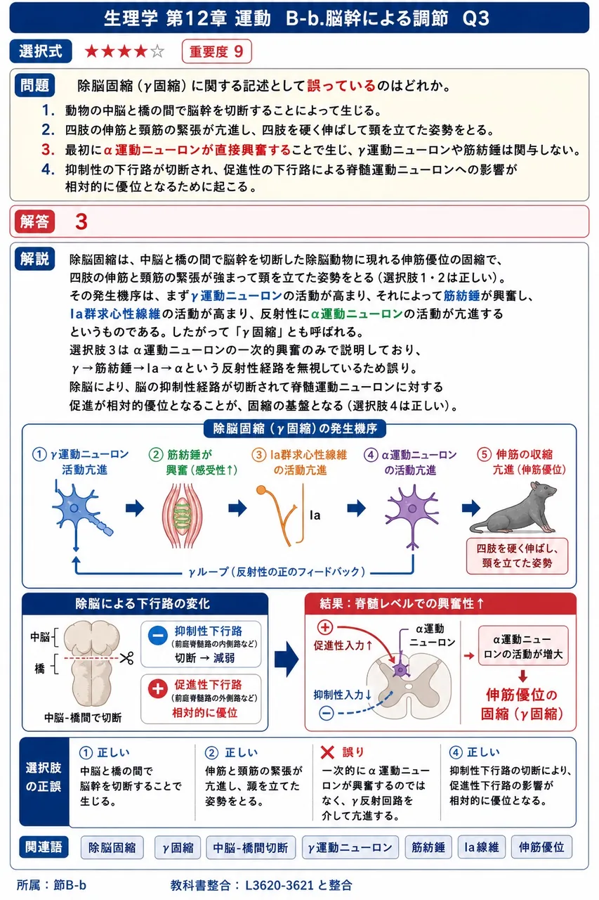 除脳固縮(γ固縮)に関する記述として**誤っている**のはどれか。 解説図