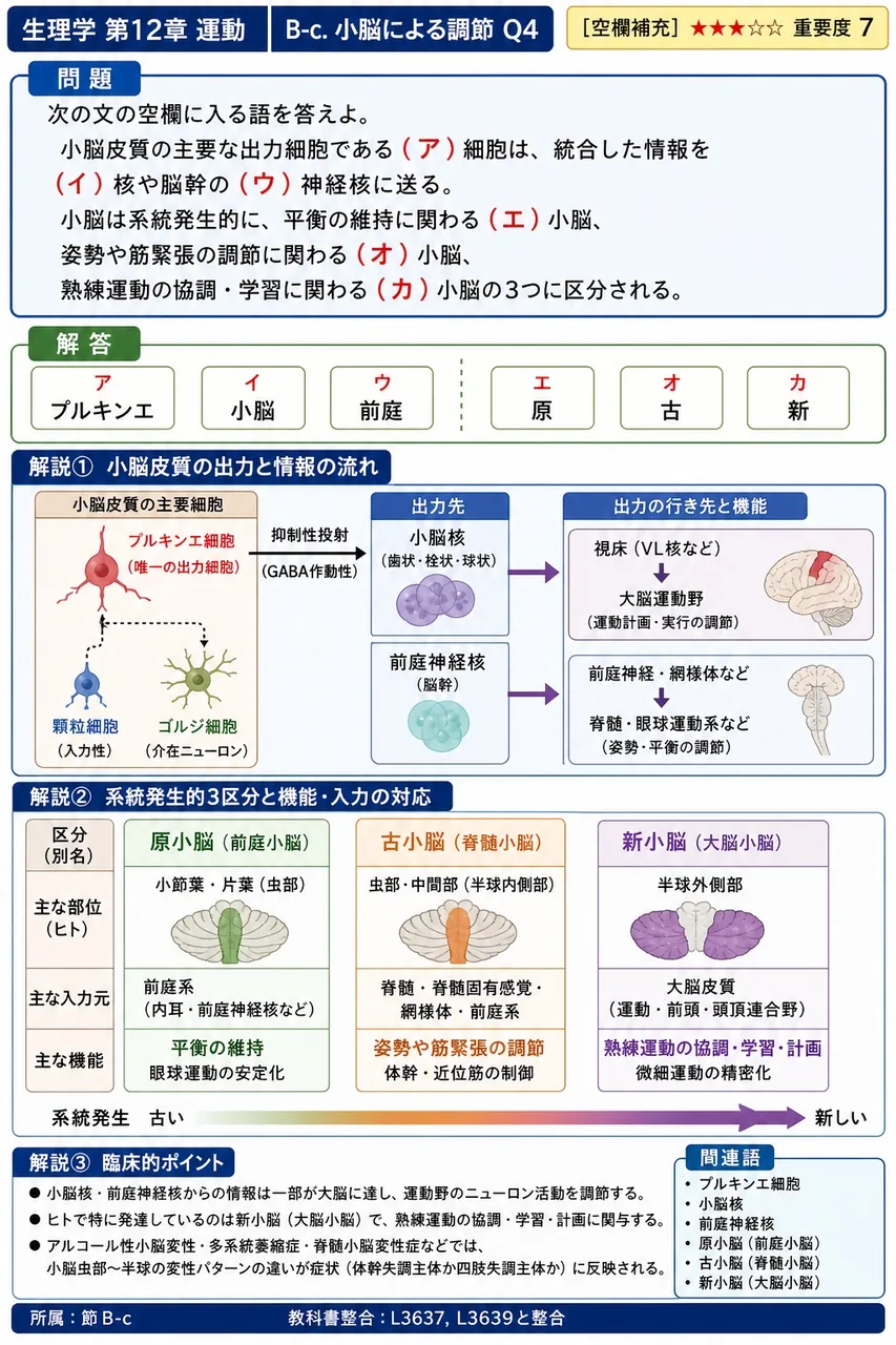 次の文の空欄に入る語を答えよ。小脳皮質の主要な出力細胞である（ア）細胞は、統合した情報を（イ）核や脳幹の（ウ）神経核に送る。小脳は系統発生的に、平衡の維持に関わる（エ）小脳、姿勢や筋緊張の調節に関わる（オ）小脳、熟練運動の協調・学習に関わる（カ）小脳の3つに区分される。 解説図