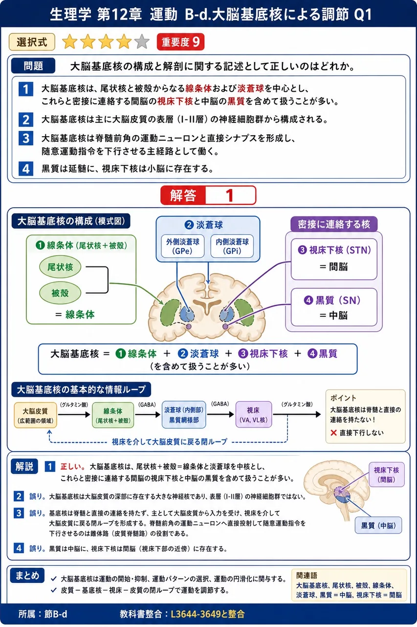 大脳基底核の構成と解剖に関する記述として**正しい**のはどれか。 解説図