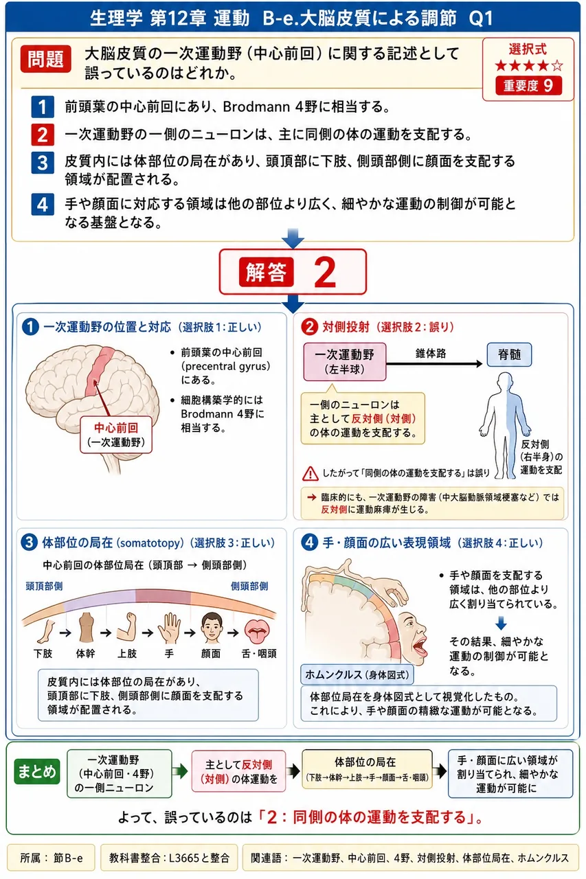 大脳皮質の一次運動野(中心前回)に関する記述として**誤っている**のはどれか。 解説図