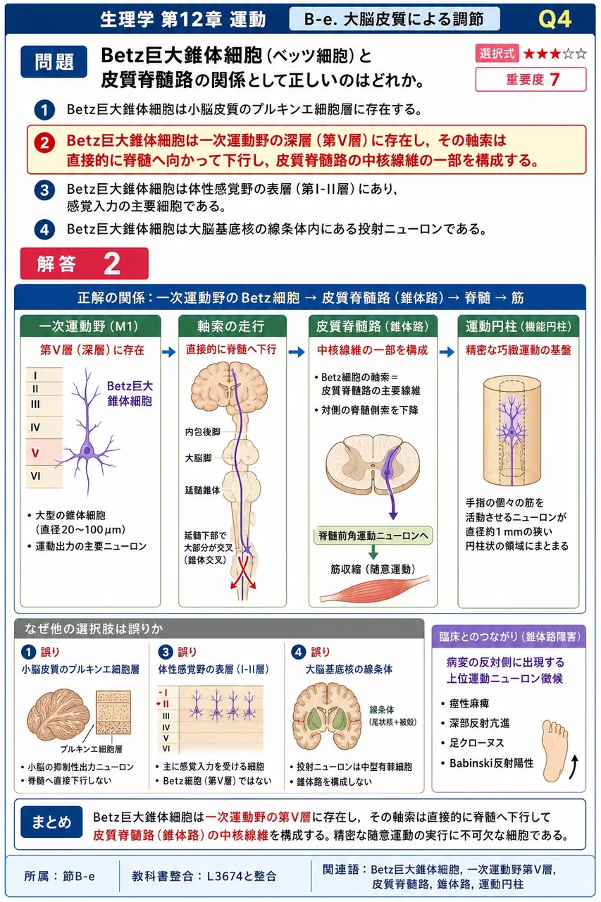 Betz巨大錐体細胞(ベッツ細胞)と皮質脊髄路の関係として**正しい**のはどれか。 解説図