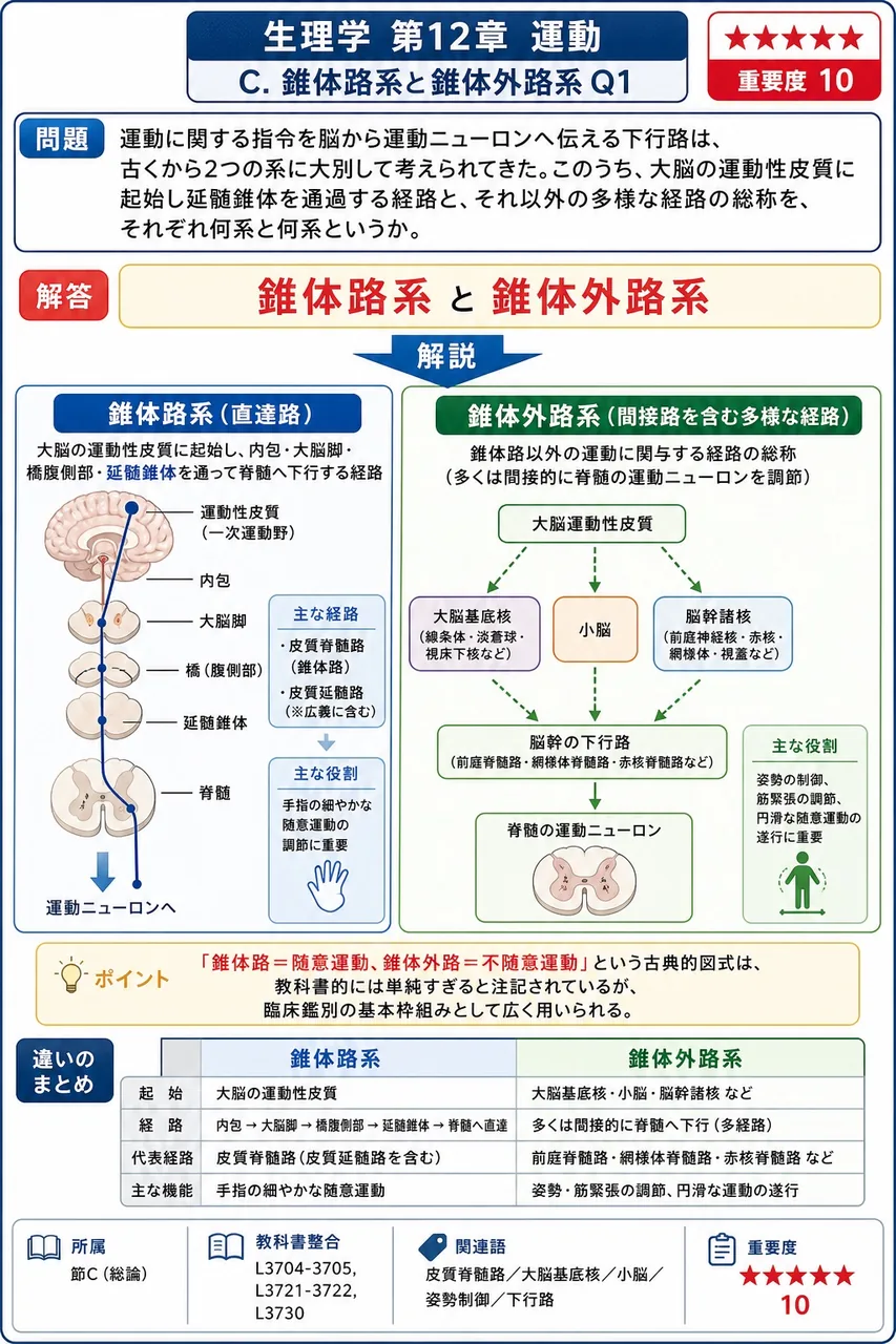 運動に関する指令を脳から運動ニューロンへ伝える下行路は、古くから2つの系に大別して考えられてきた。このうち、大脳の運動性皮質に起始し延髄錐体を通過する経路と、それ以外の多様な経路の総称を、それぞれ何系と何系というか。 解説図