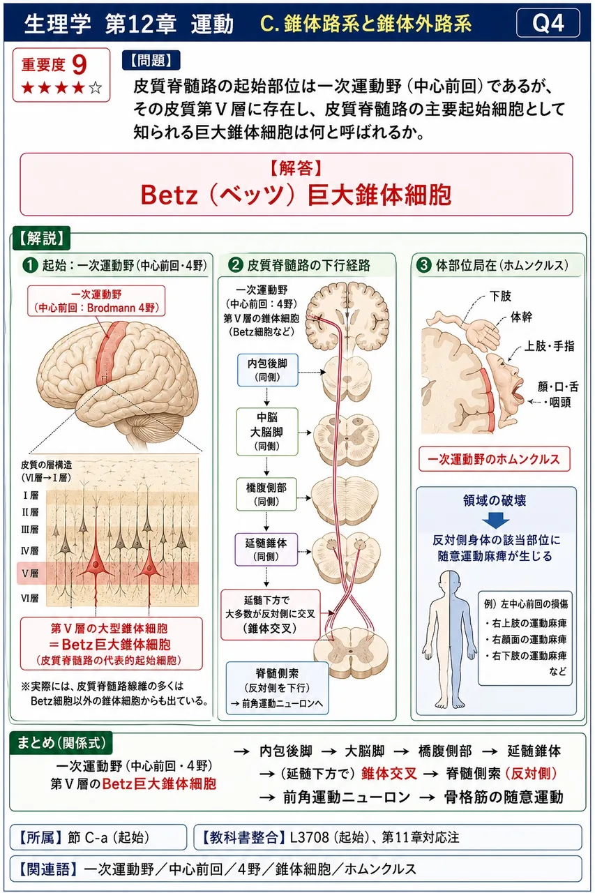 皮質脊髄路の起始部位は一次運動野(中心前回)であるが、その皮質第Ⅴ層に存在し、皮質脊髄路の主要起始細胞として知られる巨大錐体細胞は何と呼ばれるか。 解説図