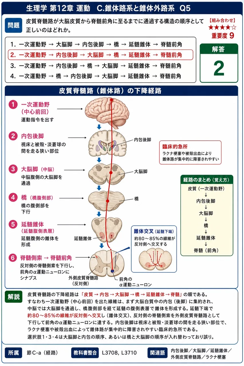 皮質脊髄路が大脳皮質から脊髄前角に至るまでに通過する構造の順序として正しいのはどれか。 解説図