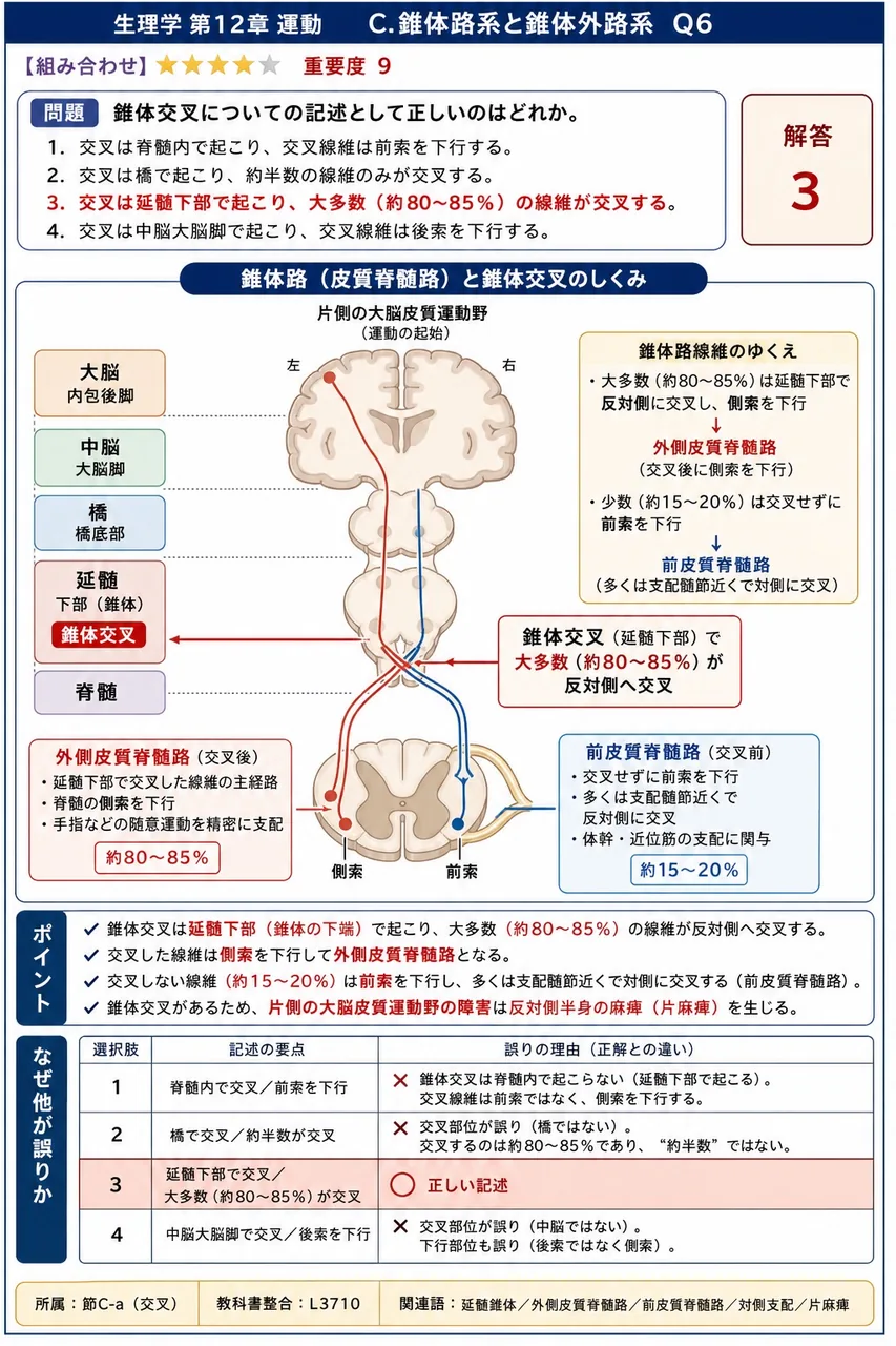 錐体交叉についての記述として正しいのはどれか。 解説図