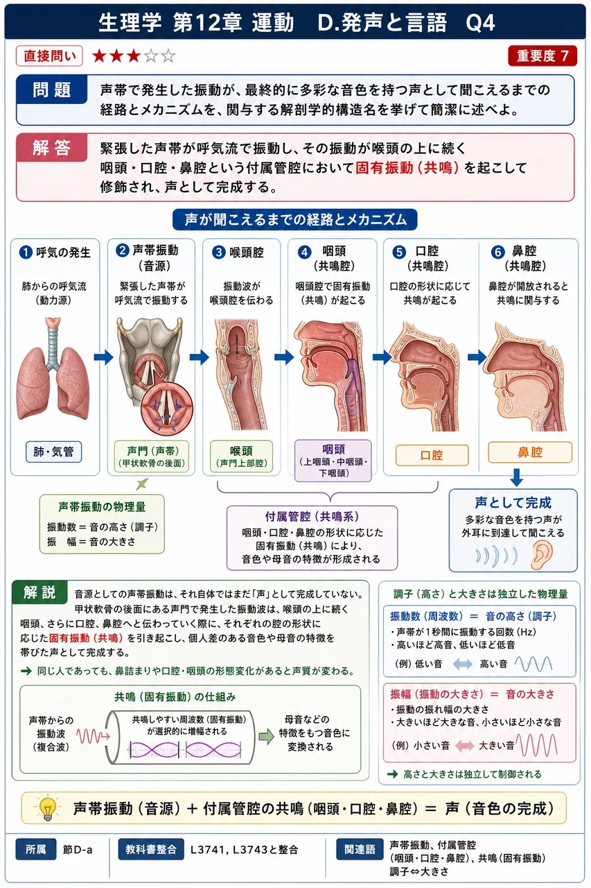 声帯で発生した振動が、最終的に多彩な音色を持つ声として聞こえるまでの経路とメカニズムを、関与する解剖学的構造名を挙げて簡潔に述べよ。 解説図