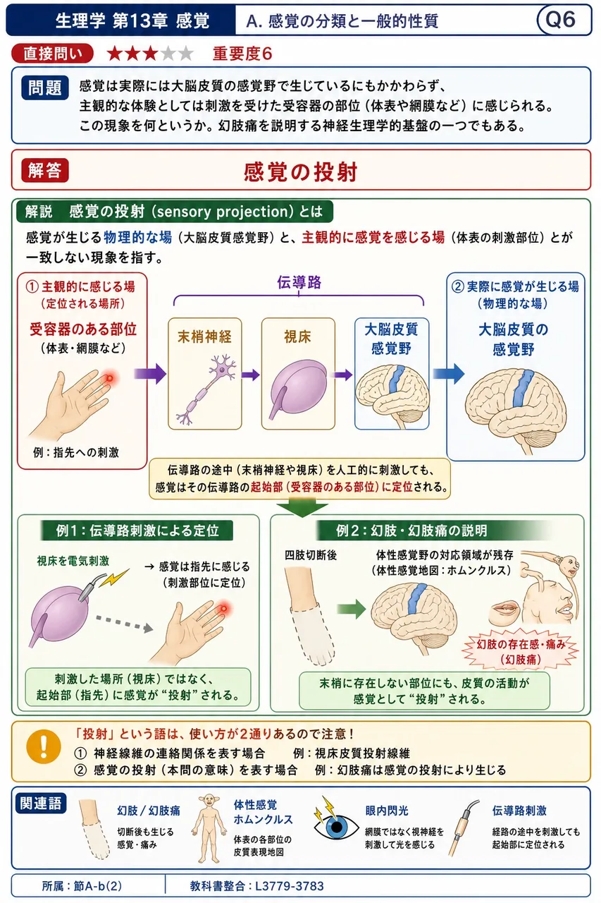 感覚は実際には大脳皮質の感覚野で生じているにもかかわらず、主観的な体験としては刺激を受けた受容器の部位(体表や網膜など)に感じられる。この現象を何というか。幻肢痛を説明する神経生理学的基盤の一つでもある。 解説図