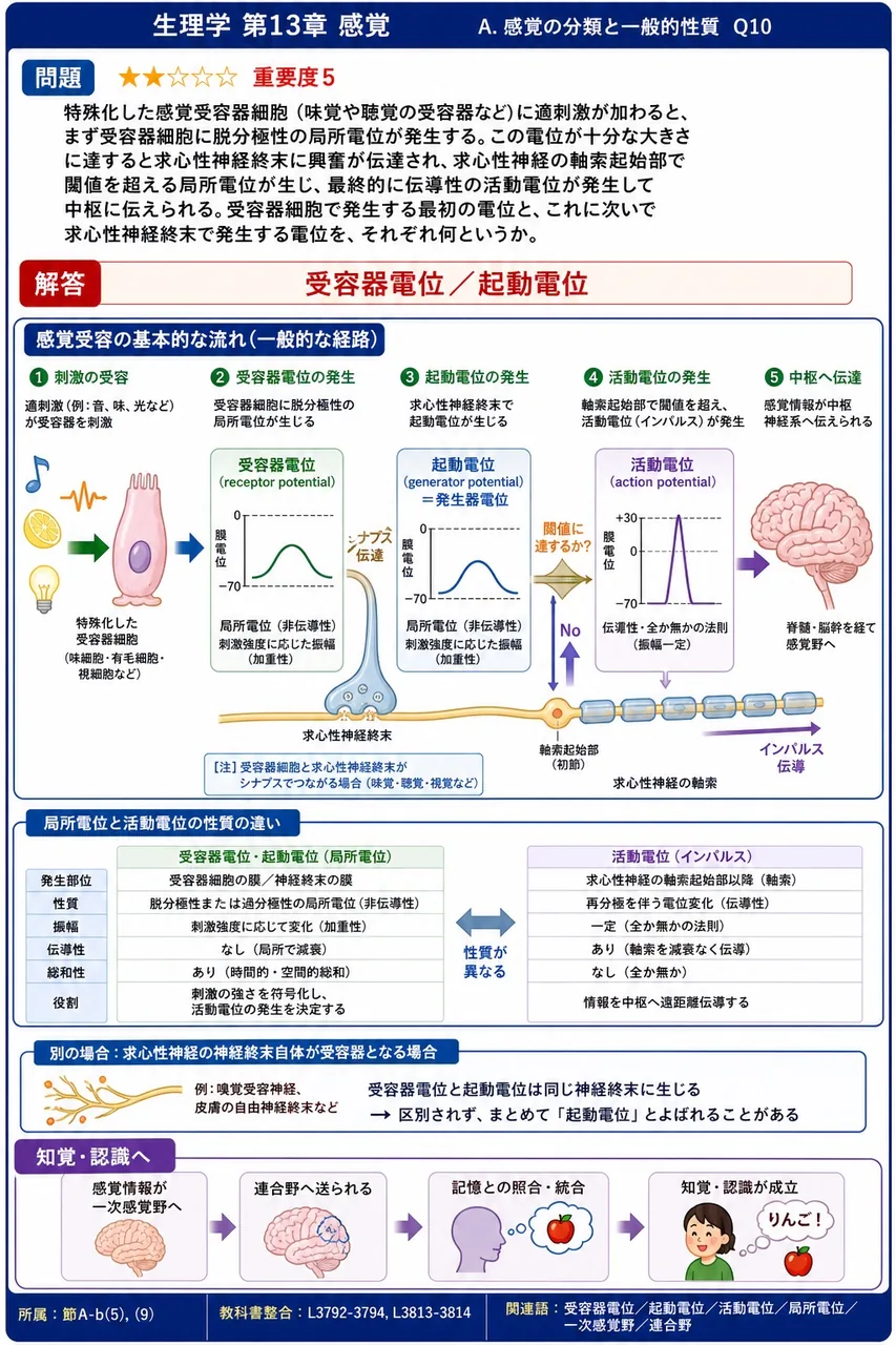特殊化した感覚受容器細胞(味覚や聴覚の受容器など)に適刺激が加わると、まず受容器細胞に脱分極性の局所電位が発生する。この電位が十分な大きさに達すると求心性神経終末に興奮が伝達され、求心性神経の軸索起始部で閾値を超える局所電位が生じ、最終的に伝導性の活動電位が発生して中枢に伝えられる。受容器細胞で発生する最初の電位と、これに次いで求心性神経終末で発生する電位を、それぞれ何というか。 解説図