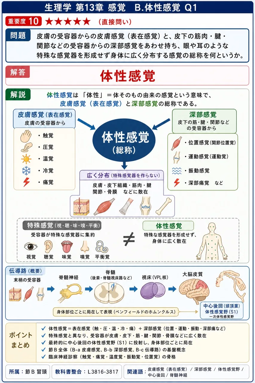皮膚の受容器からの皮膚感覚(表在感覚)と、皮下の筋肉・腱・関節などの受容器からの深部感覚をあわせ持ち、眼や耳のような特殊な感覚器を形成せず身体に広く分布する感覚の総称を何というか。 解説図