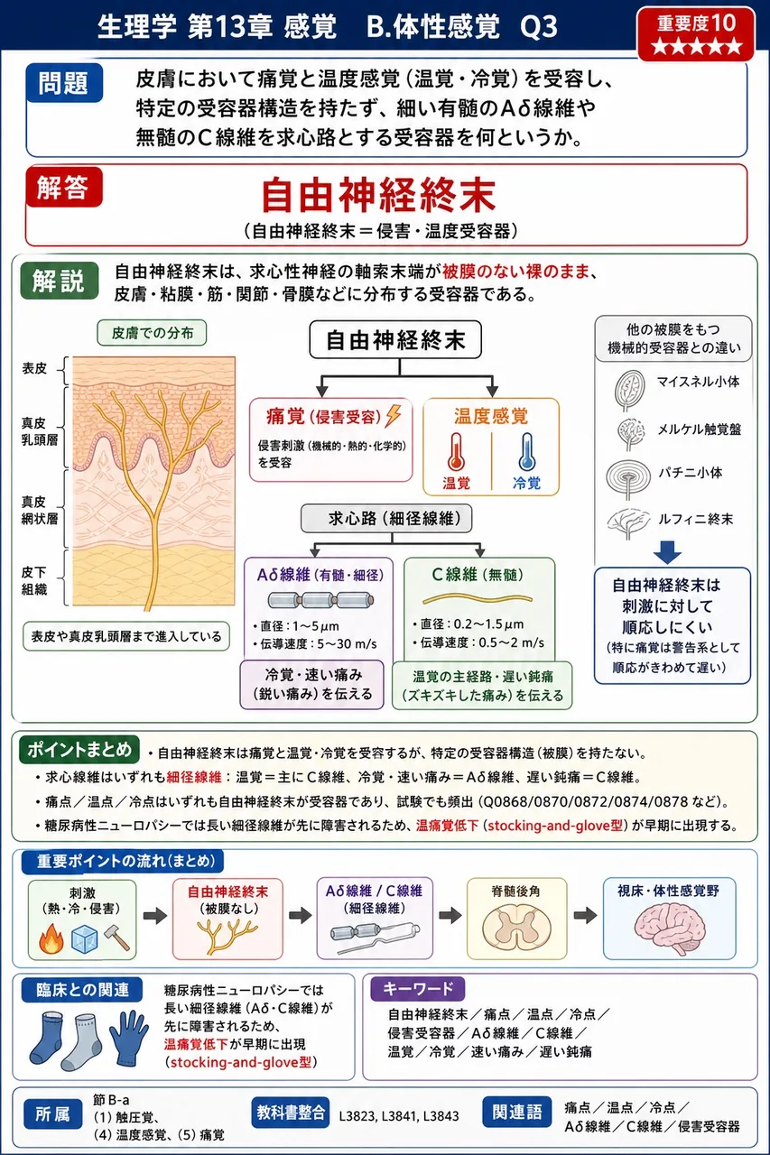 皮膚において痛覚と温度感覚(温覚・冷覚)を受容し、特定の受容器構造を持たず、細い有髄のAδ線維や無髄のC線維を求心路とする受容器を何というか。 解説図