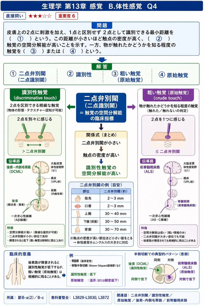 皮膚上の2点に刺激を加え、1点と区別せず2点として識別できる最小距離を( ① )という。この距離が小さいほど触点の密度が高く、( ② )触覚の空間分解能が高いことを示す。一方、物が触れたかどうかを知る程度の触覚を( ③ )または( ④ )という。 解説図
