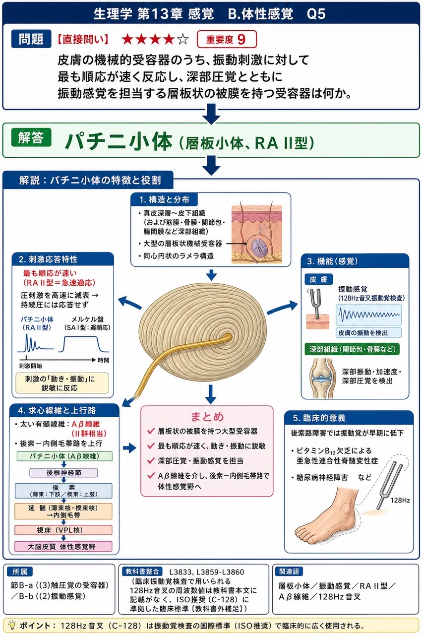 皮膚の機械的受容器のうち、振動刺激に対して最も順応が速く反応し、深部圧覚とともに振動感覚を担当する層板状の被膜を持つ受容器は何か。 解説図