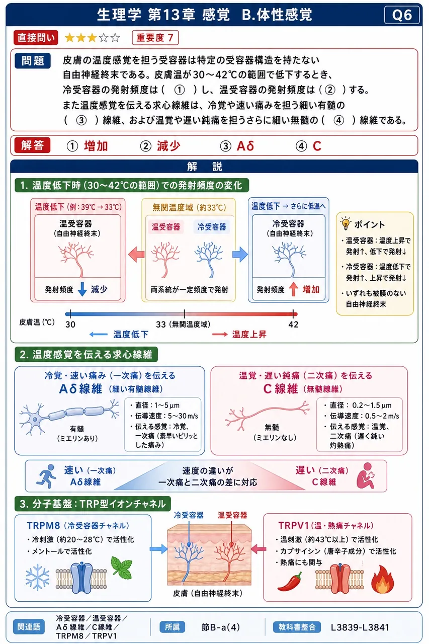 皮膚の温度感覚を担う受容器は特定の受容器構造を持たない自由神経終末である。皮膚温が30〜42℃の範囲で低下するとき、冷受容器の発射頻度は( ① )し、温受容器の発射頻度は( ② )する。また温度感覚を伝える求心線維は、冷覚や速い痛みを担う細い有髄の( ③ )線維、および温覚や遅い鈍痛を担うさらに細い無髄の( ④ )線維である。 解説図