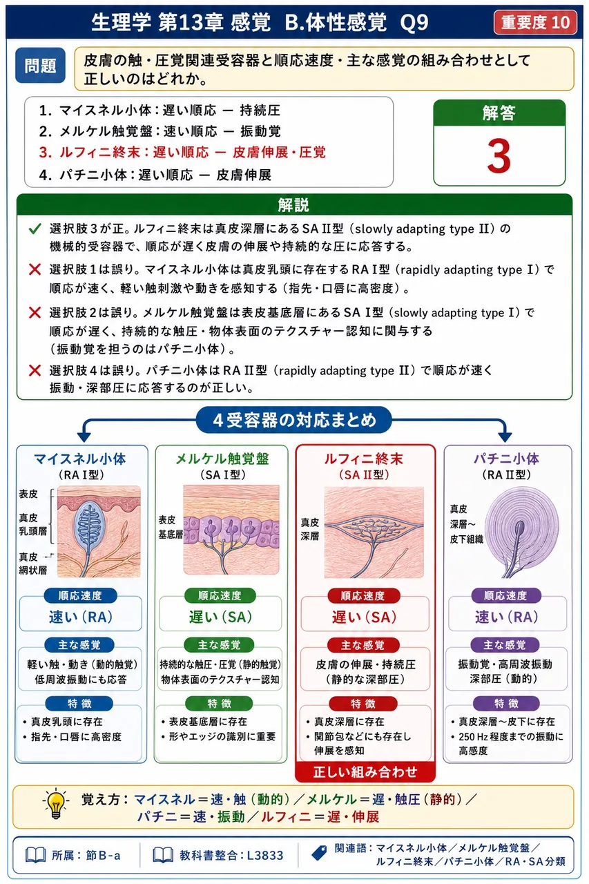 皮膚の触・圧覚関連受容器と順応速度・主な感覚の組み合わせとして正しいのはどれか。 解説図