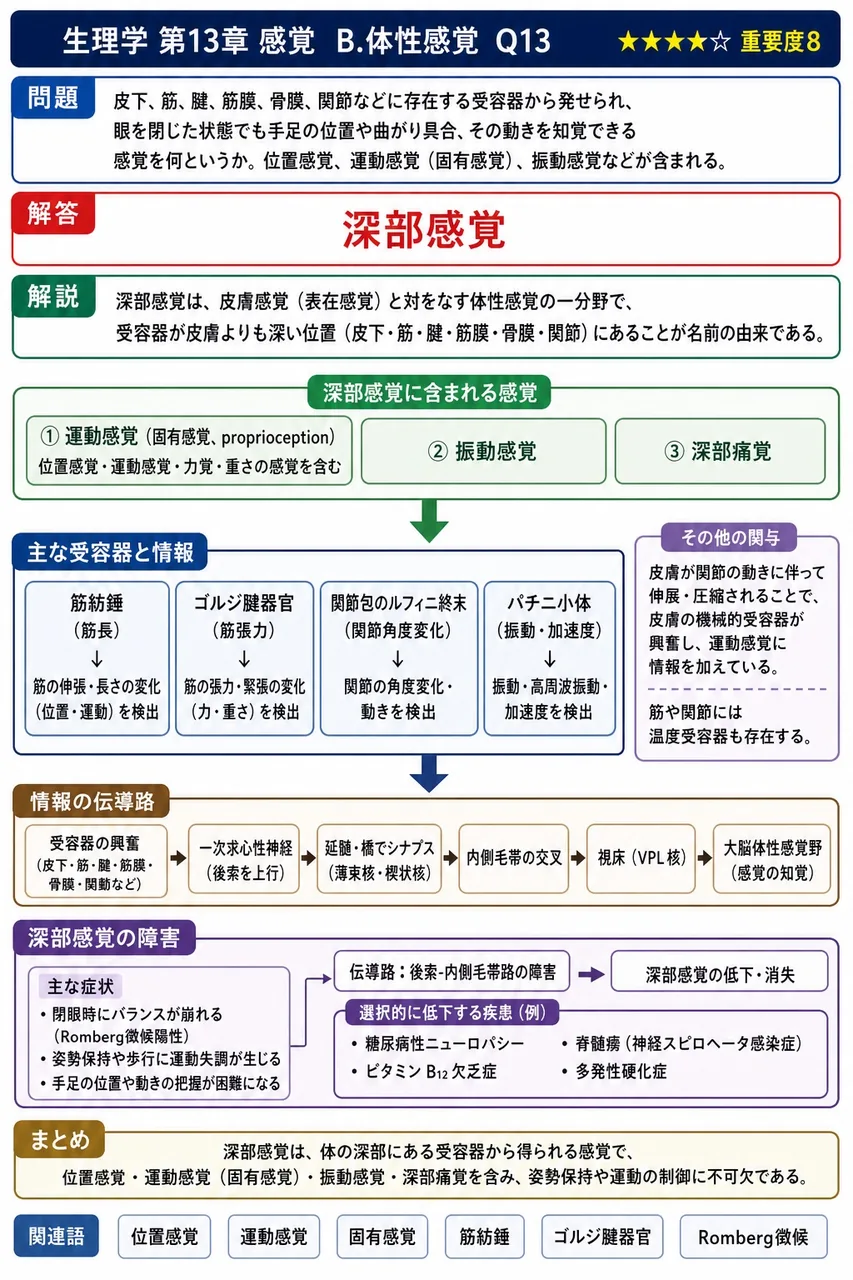 皮下、筋、腱、筋膜、骨膜、関節などに存在する受容器から発せられ、眼を閉じた状態でも手足の位置や曲がり具合、その動きを知覚できる感覚を何というか。位置感覚、運動感覚(固有感覚)、振動感覚などが含まれる。 解説図