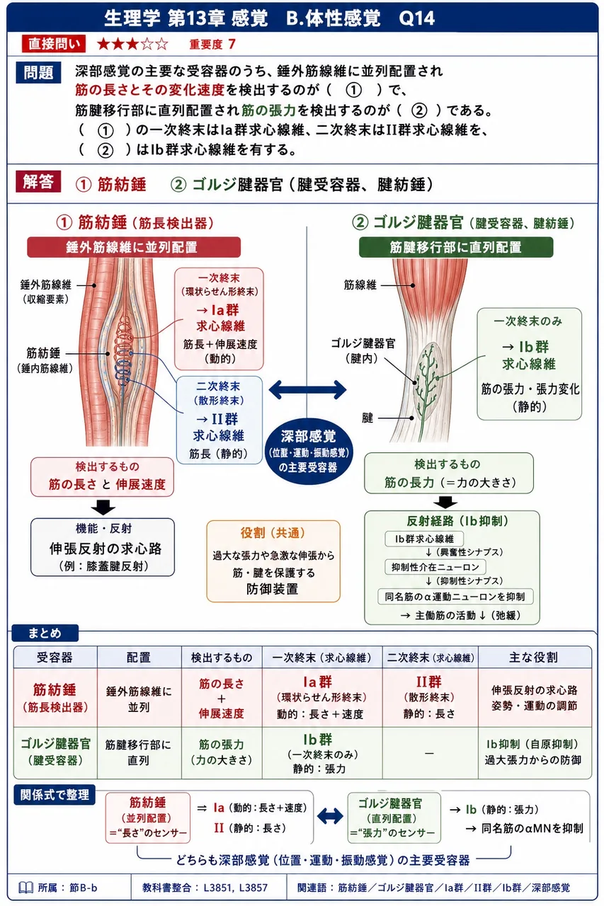 深部感覚の主要な受容器のうち、錘外筋線維に並列配置され筋の長さとその変化速度を検出するのが( ① )で、筋腱移行部に直列配置され筋の張力を検出するのが( ② )である。( ① )の一次終末はIa群求心線維、二次終末はII群求心線維を、( ② )はIb群求心線維を有する。 解説図