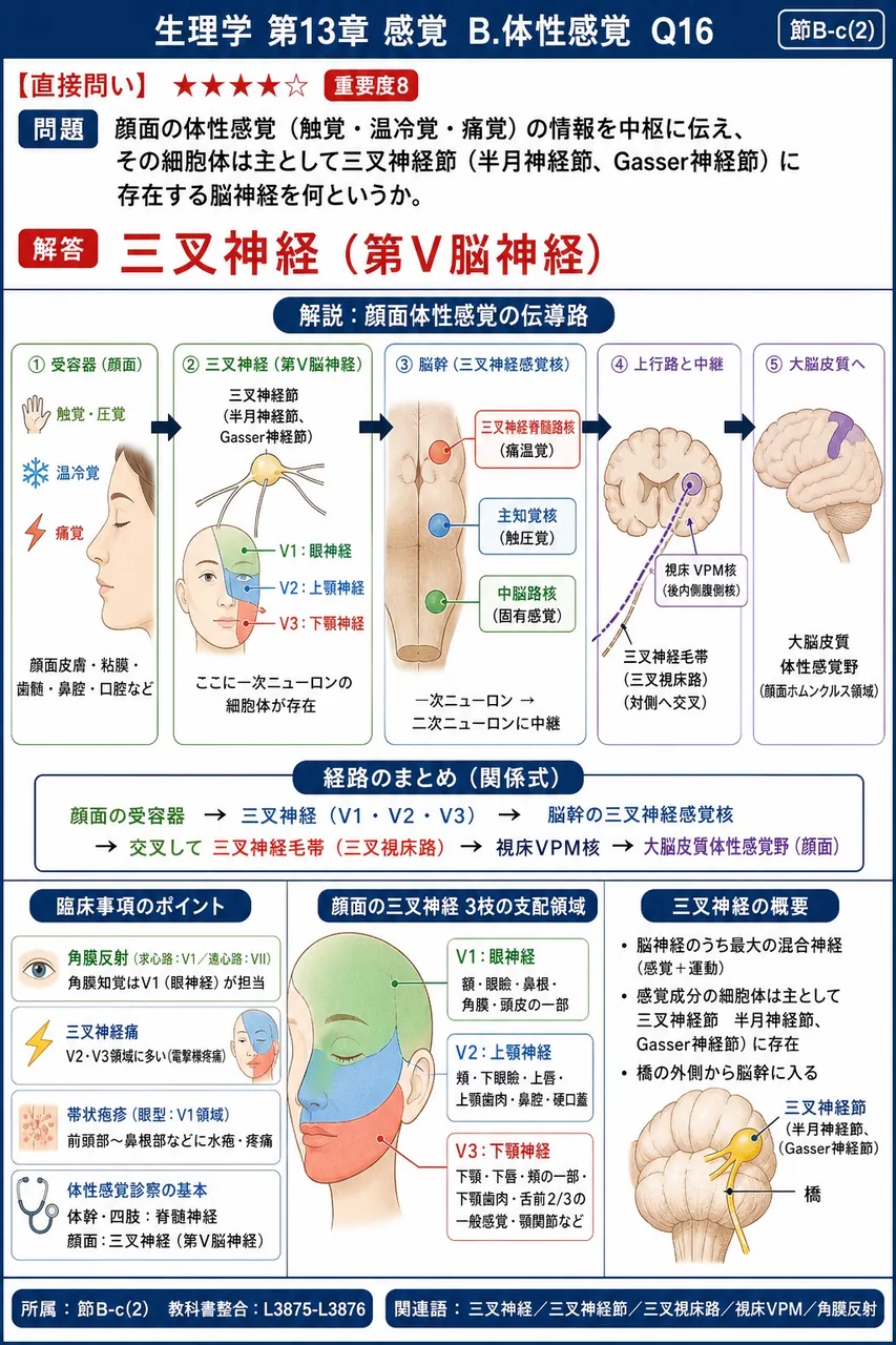 顔面の体性感覚(触覚・温冷覚・痛覚)の情報を中枢に伝え、その細胞体は主として三叉神経節(半月神経節、Gasser神経節)に存在する脳神経を何というか。 解説図