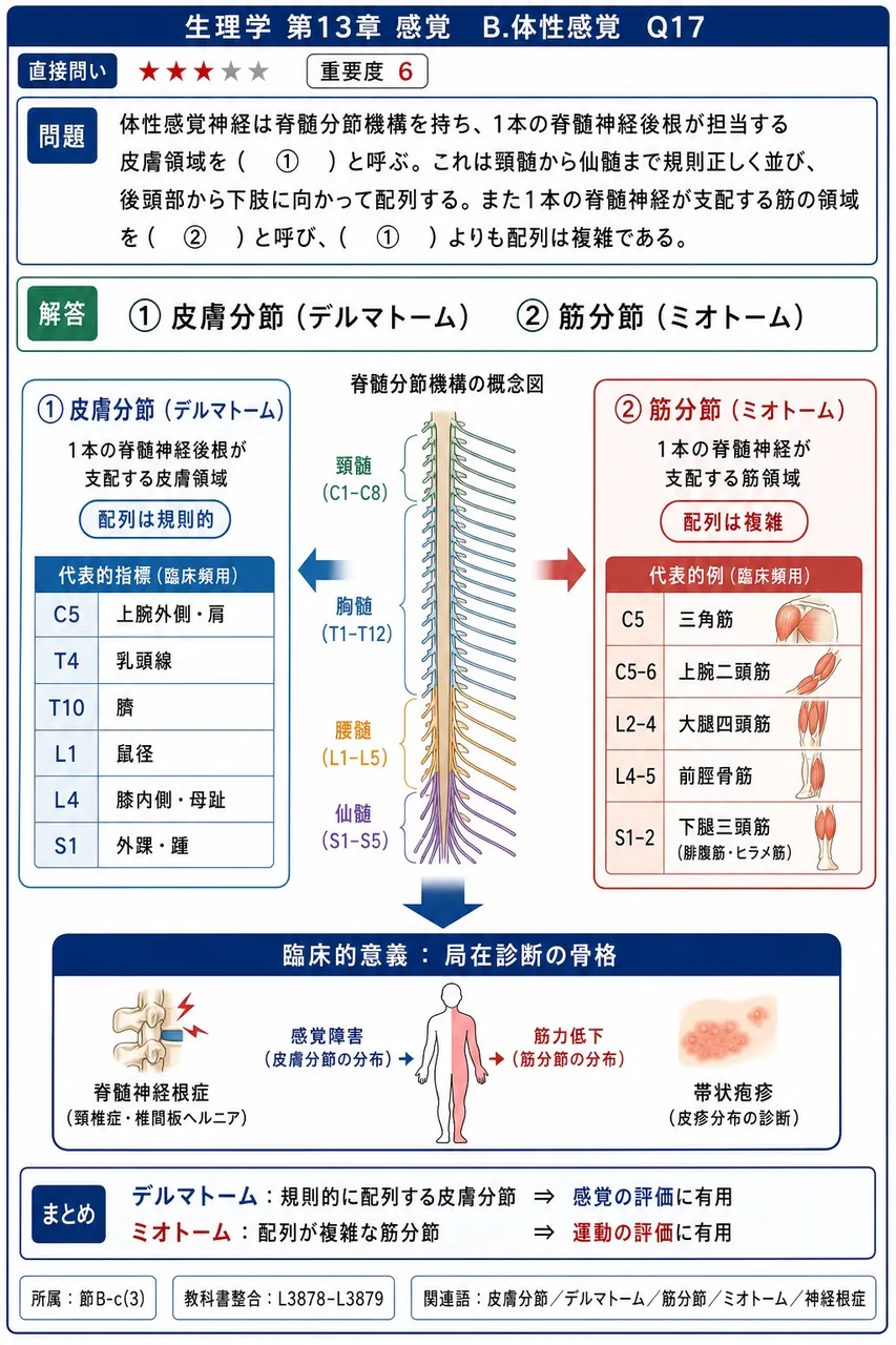体性感覚神経は脊髄分節機構を持ち、1本の脊髄神経後根が担当する皮膚領域を( ① )と呼ぶ。これは頸髄から仙髄まで規則正しく並び、後頭部から下肢に向かって配列する。また1本の脊髄神経が支配する筋の領域を( ② )と呼び、( ① )よりも配列は複雑である。 解説図