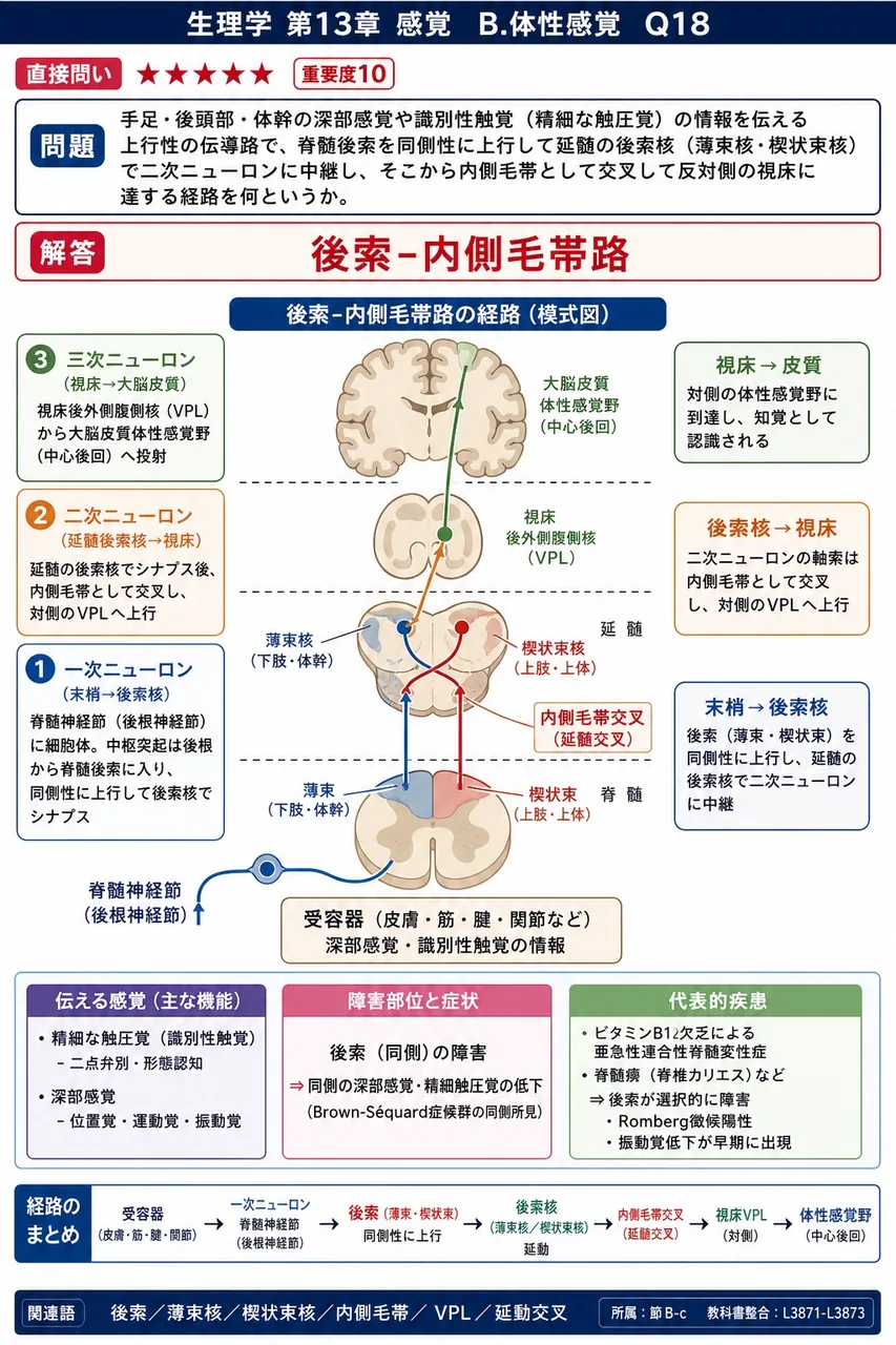手足・後頭部・体幹の深部感覚や識別性触覚(精細な触圧覚)の情報を伝える上行性の伝導路で、脊髄後索を同側性に上行して延髄の後索核(薄束核・楔状束核)で二次ニューロンに中継し、そこから内側毛帯として交叉して反対側の視床に達する経路を何というか。 解説図