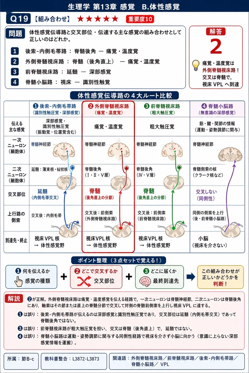 体性感覚伝導路と交叉部位・伝達する主な感覚の組み合わせとして正しいのはどれか。 解説図