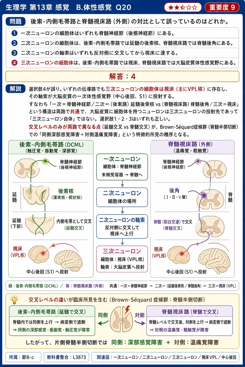 後索-内側毛帯路と脊髄視床路(外側)の対比として誤っているのはどれか。 解説図