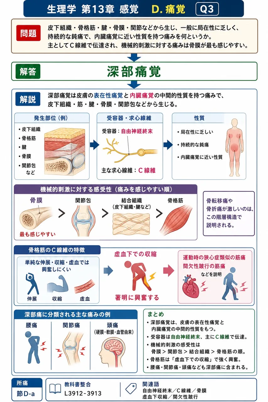 皮下組織・骨格筋・腱・骨膜・関節などから生じ、一般に局在性に乏しく、持続的な鈍痛で、内臓痛覚に近い性質を持つ痛みを何というか。主としてC線維で伝達され、機械的刺激に対する痛みは骨膜が最も感じやすい。 解説図