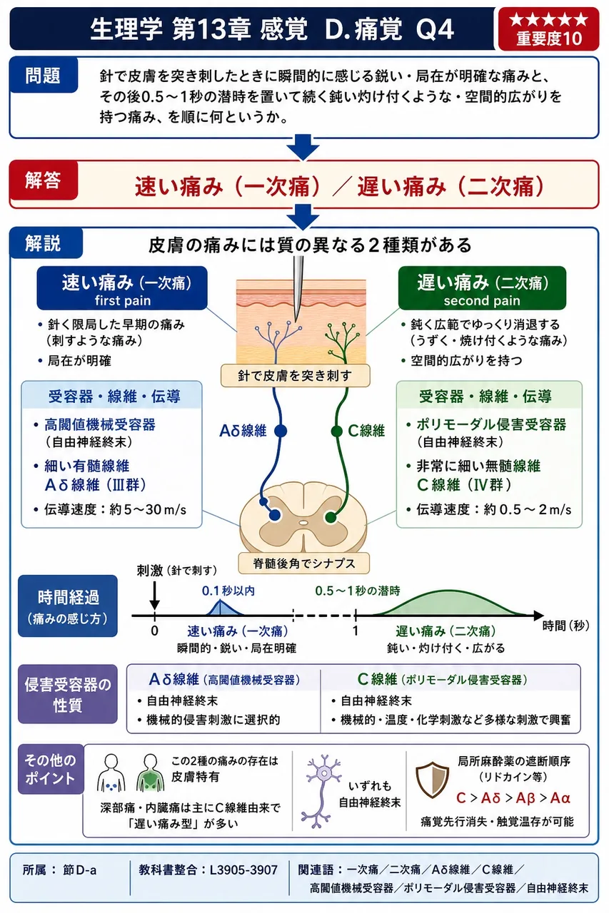 針で皮膚を突き刺したときに瞬間的に感じる鋭い・局在が明確な痛みと、その後0.5〜1秒の潜時を置いて続く鈍い灼け付くような・空間的広がりを持つ痛み、を順に何というか。 解説図