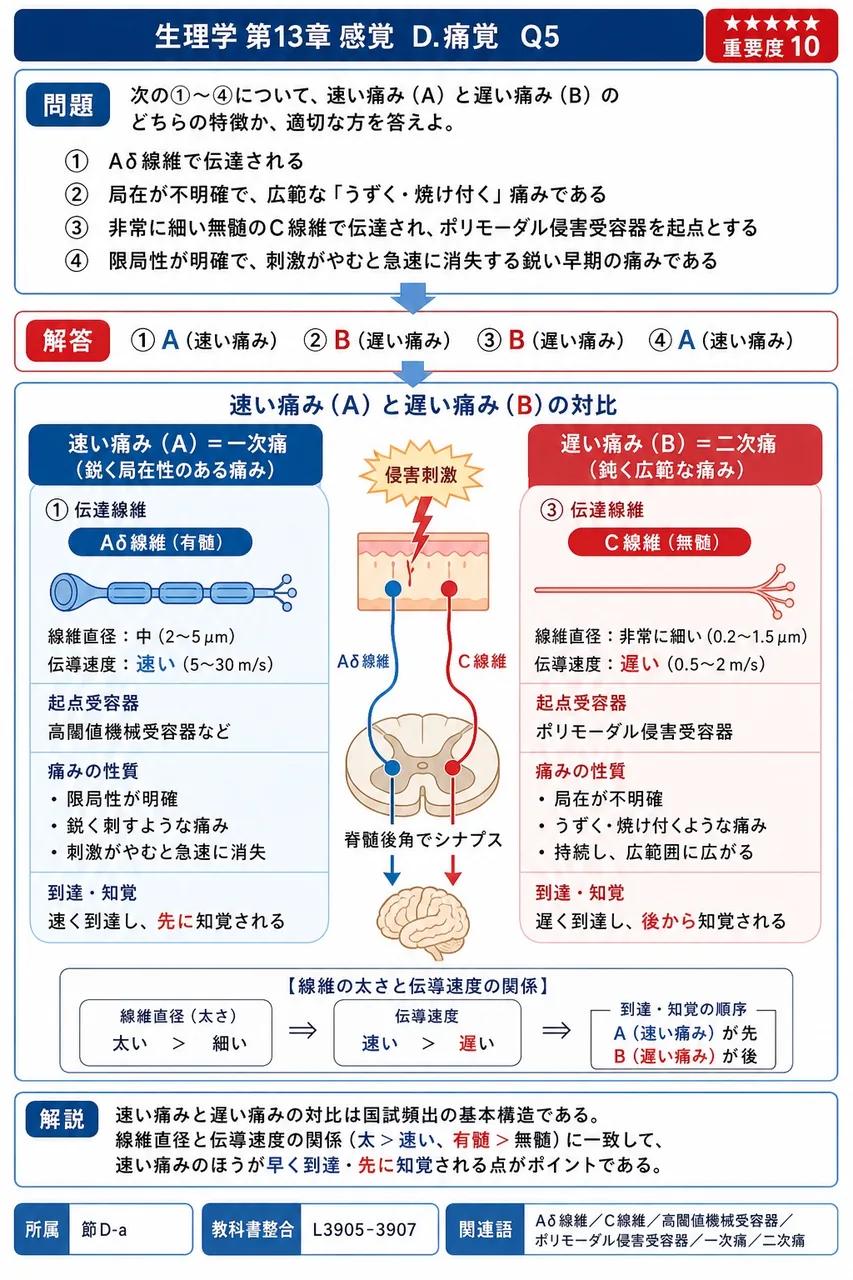 次の①〜④について、速い痛み(A)と遅い痛み(B)のどちらの特徴か、適切な方を答えよ。 ① Aδ線維で伝達される ② 局在が不明確で、広範な「うずく・焼け付く」痛みである ③ 非常に細い無髄のC線維で伝達され、ポリモーダル侵害受容器を起点とする ④ 限局性が明確で、刺激がやむと急速に消失する鋭い早期の痛みである 解説図