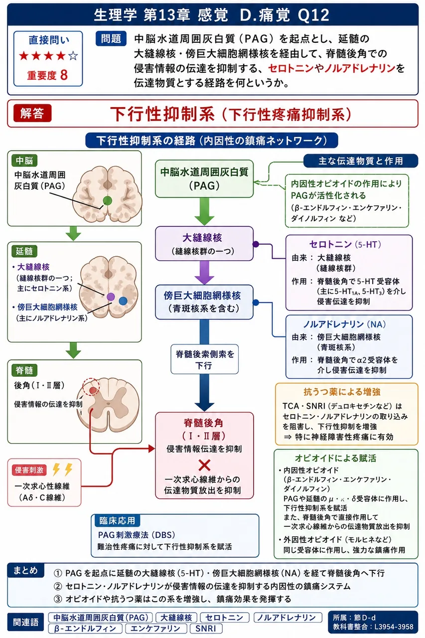 中脳水道周囲灰白質(PAG)を起点とし、延髄の大縫線核・傍巨大細胞網様核を経由して、脊髄後角での侵害情報の伝達を抑制する、セロトニンやノルアドレナリンを伝達物質とする経路を何というか。 解説図